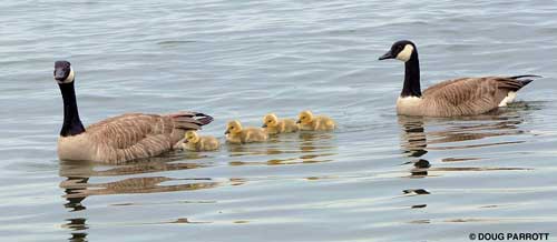 Canada Geese with goslings