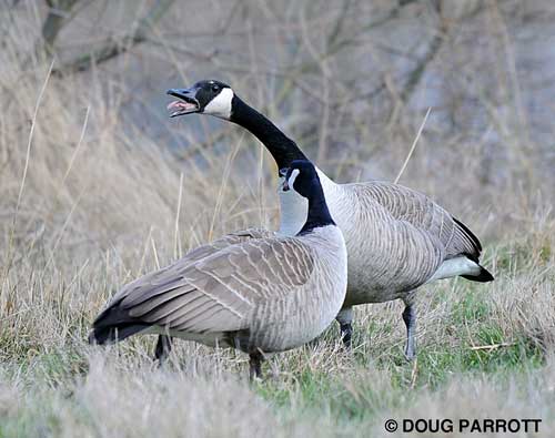 Canada Geese hissing