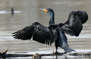 Cormorant with wings outstretched