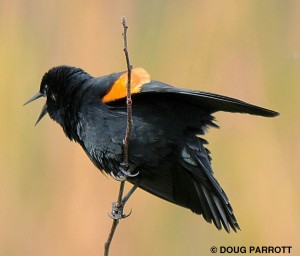 Male Red-winged Blackbird singing on a twig