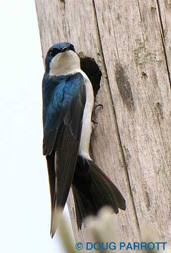 Tree Swallow at nest
