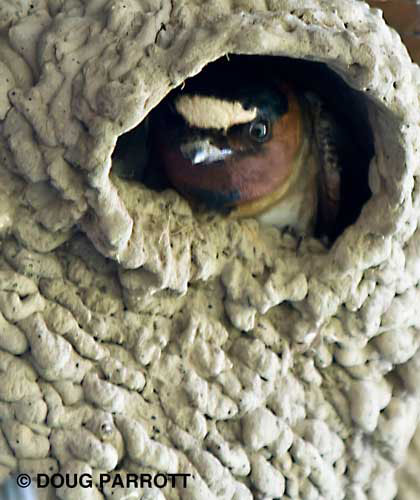 Cliff Swallow in nest