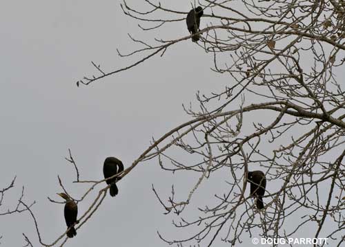 Double-crested Cormorants at the Montlake Cut.