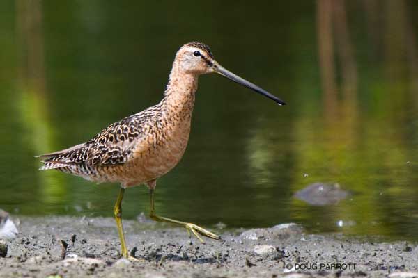 Long-billed Dowitcher, one of 29 species of shorebirds who visit the Fill.